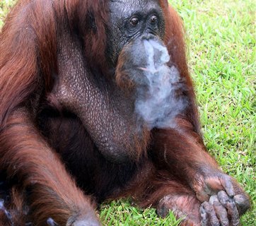 Malaysia Smoking Orangutan