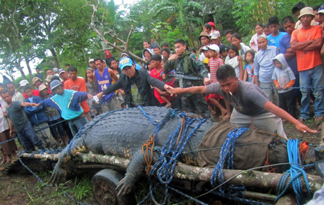 Residents use their hands to measure a saltwater crocodile after it was caught in southern Philippines
