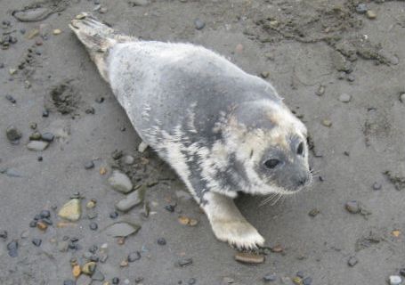 Alaska seal