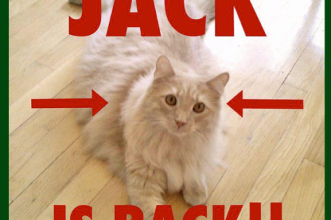 Jack the Cat
