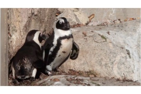 Gay Penguins