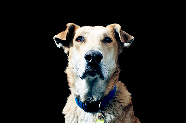 Runner-Up: Loukanikos, the Greek Protest Dog | Animal of the Year 2011: Dog  Who Helped SEAL Team Six Gets Honor | TIME.com