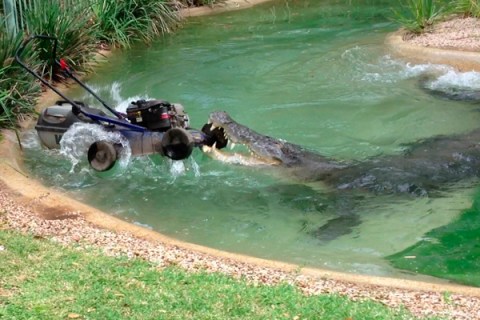 Elvis the crocodile attacks a lawnmower at the Australian Reptile Park in Gosford, north of Sydney
