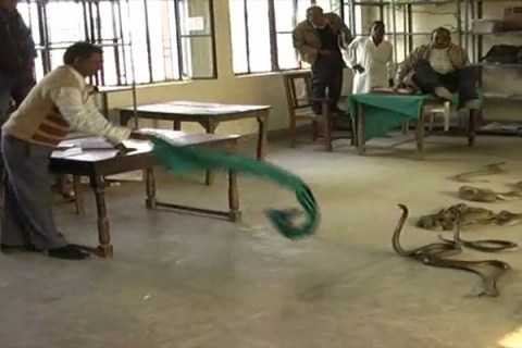 India Snakes in Office