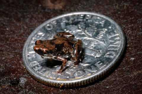APTOPIX Teeny Tiny Frog