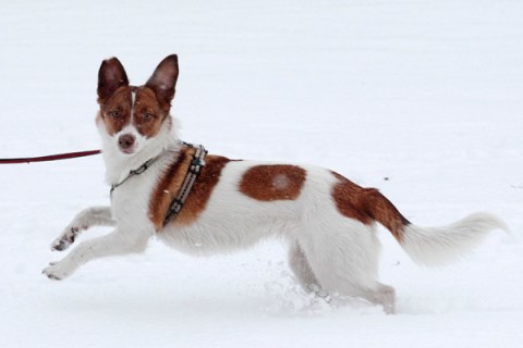 A dog runs through the snow during snowfall. 
