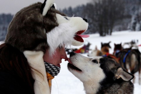 A musher greets his dog during a break in a stage of the Sedivackuv Long dog sled race in Destne v Orlickych horach