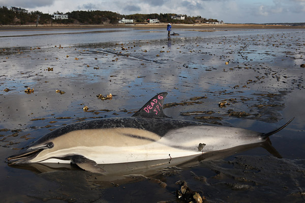 Volunteers Help Save Dozens of Stranded Dolphins