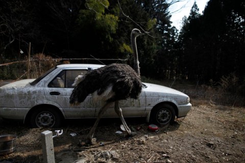 An ostrich which had escaped from a farm is seen in Tomioka town inside the Fukushima exclusion zone