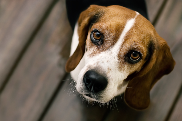 3. Beagle | Popular Dog Breeds: American Kennel Club's Top 10 List ...