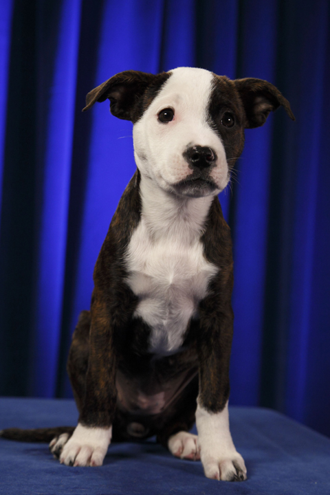 puppy bowl 2012