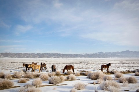 Horses graze in a wintry steppe in southeastern Kazakhstan
