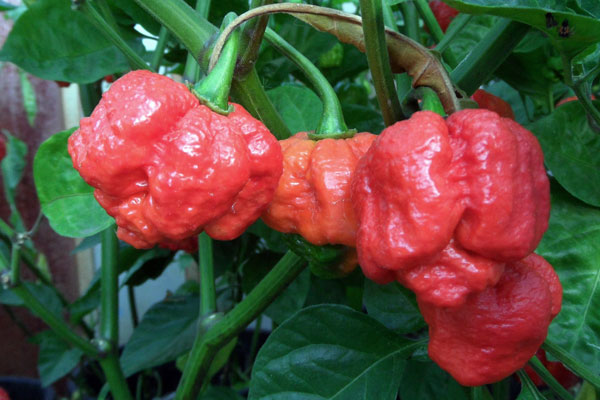 World's Hottest Chili Pepper Identified: The Trinidad Moruga Scorpion |  TIME.com