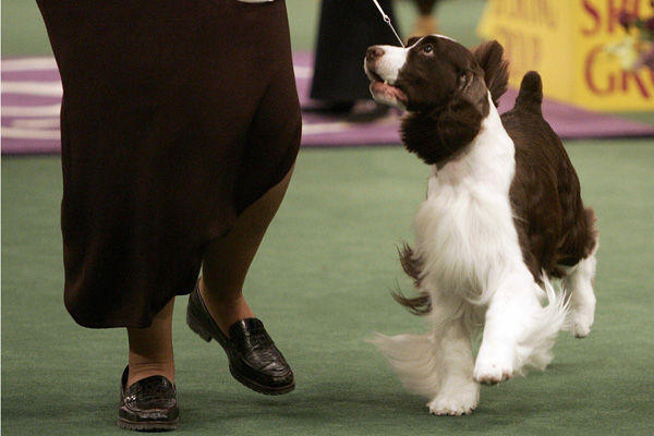 english springer spaniel show dog