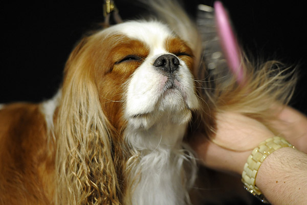 Backstage at the Westminster Kennel Club Dog Show