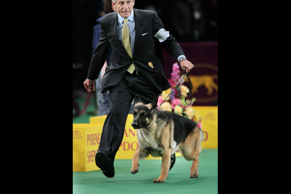 "Best in Group" at the Westminster Kennel Club Dog Show