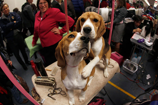 Backstage at the Westminster Kennel Club Dog Show