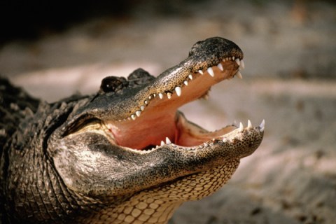 American alligator (Alligator mississipiensis) with open jaws