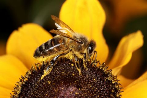 Honey Bee, Apis mellifera, worker bee on flower, Surrey, UK