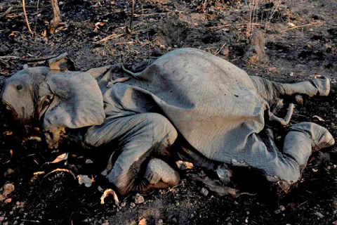 Elephant Poaching Cameroon