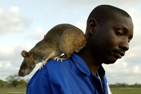 Gambian giant pouch rat 
