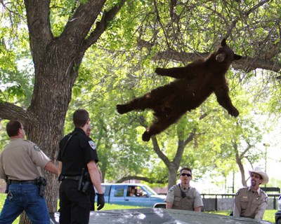 Tranquilized Bear