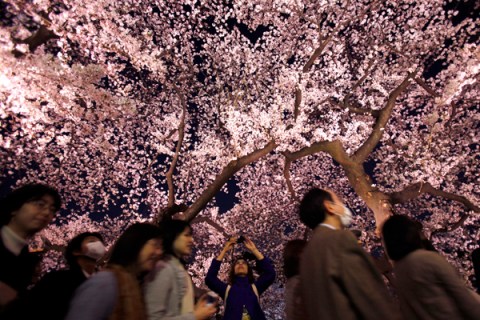 A woman takes a photograph of illuminated cherry blossoms in full bloom along the Chidorigafuchi moats in Tokyo