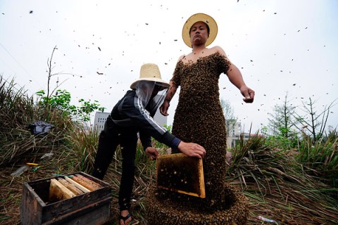 China Bees Record