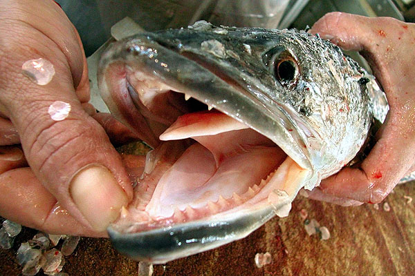 Maryland Offers $200 Bounty on Invasive Snakehead Fish