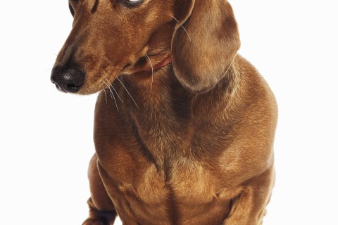 Sad Dog: Dachshund looking up