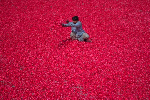 A man spreads rose petals, which will be used to make incense sticks, on the floor to dry in a compound in Lahore