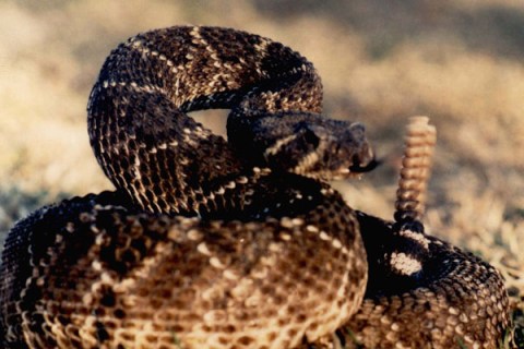 Western Diamondback rattlesnake