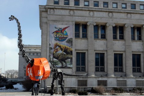 A 40-foot tall Brachiosaurus statue wears a replica jersey of Chicago Bears' player Brian Urlacher in front of the Field Museum of Natural History in Chicago