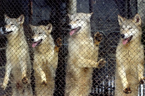 Four nine month-old wolves look through the fence at a farm near Almaty, January 29. Kazakh farmer B..