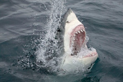 image: Shark