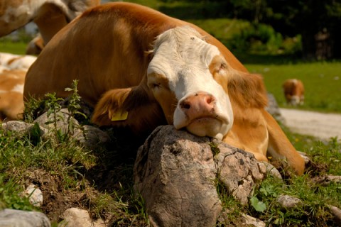 Tired Cow