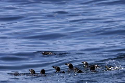 Magellanic penguins swim after being rel