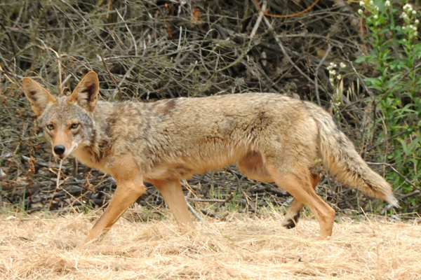 Mountain Lion Urine Is On The Menu At One Massachusetts Restaurant ...