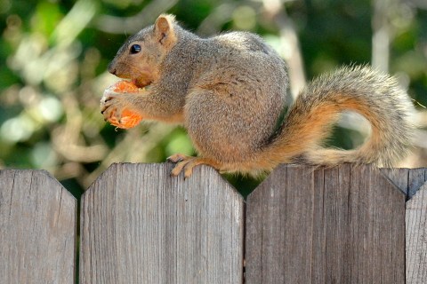 A squirrel munches on a tangerine  at a