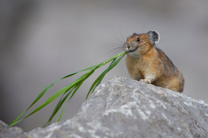 Pika | PHOTOS: The 15 Cutest Endangered Animals in the World 