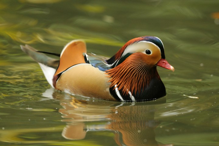 Mandarin Duck | PHOTOS: The 15 Cutest Endangered Animals in the World |  