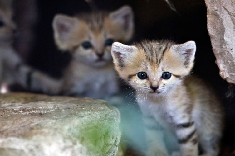 Sand Kittens | PHOTOS: The 15 Cutest Endangered Animals in the World |  