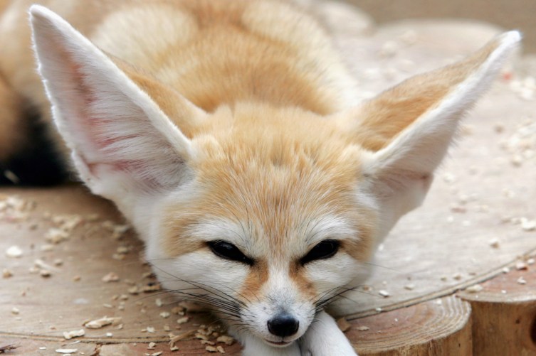 Fennec Fox | PHOTOS: The 15 Cutest Endangered Animals in the World |  