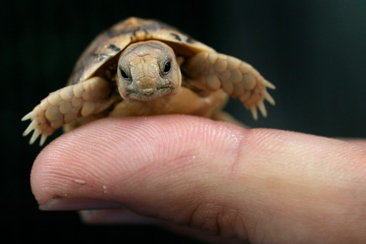 Egyptian Tortoise | PHOTOS: The 15 Cutest Endangered Animals in the World |  