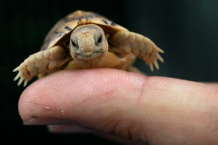 Egyptian Tortoise | PHOTOS: The 15 Cutest Endangered Animals in the ...