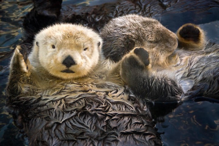 Sea Otters | PHOTOS: The 15 Cutest Endangered Animals in the World |  