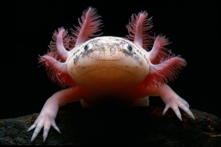 Mexican Axolotl | PHOTOS: The 15 Cutest Endangered Animals in the World |  