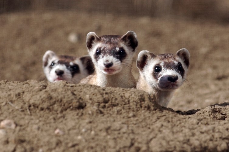 Black Footed Ferrets | PHOTOS: The 15 Cutest Endangered Animals in the  World 