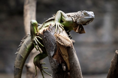 An iguana crawls on a tree at a zoo in Managua