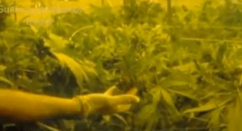 Rome marijuana farm screengrab